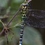 Trollsländor Dragonflies
